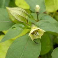 Physalis angulata L.